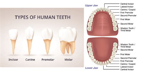 Human teeth: Types, Dental formula, Structure, Composition and Functions - Online Science Notes