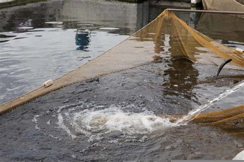 Basic Equipment and Tools Required for Fish Farming: A Beginners Guide