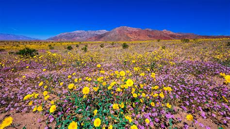 The Death Valley Super Bloom Is Incredible | Gizmodo Australia