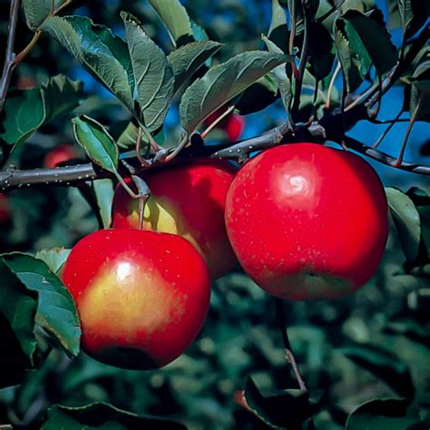 Jonagold Apple Trees For Sale Online | The Tree Center™