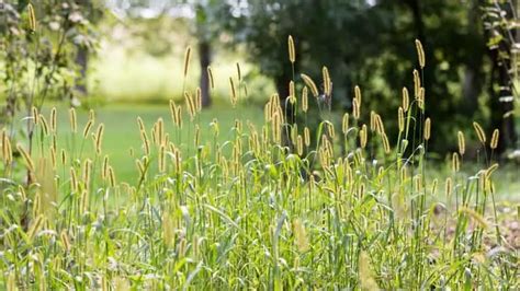 How To Grow Timothy Hay Indoors