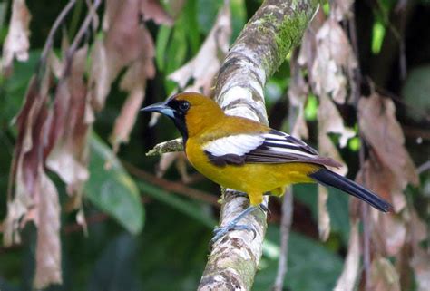 Birdernaturalist: Jamaica's Endemic Birds