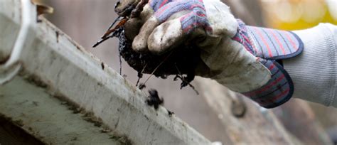 What Exactly Causes Clogged Gutters | LeafFilter