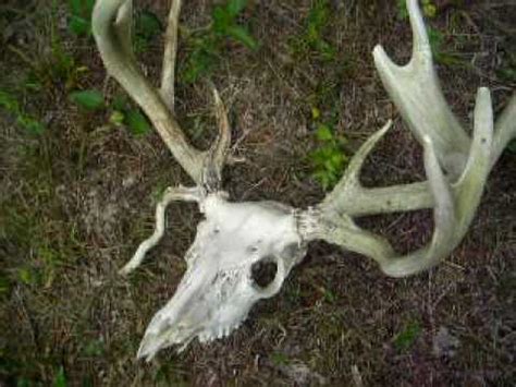 Huge 170" non-typical Whitetail skull - YouTube