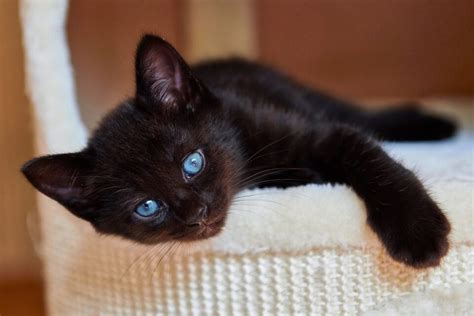 Black Cats With Blue Eyes: History, Genetics, Pictures & FAQs