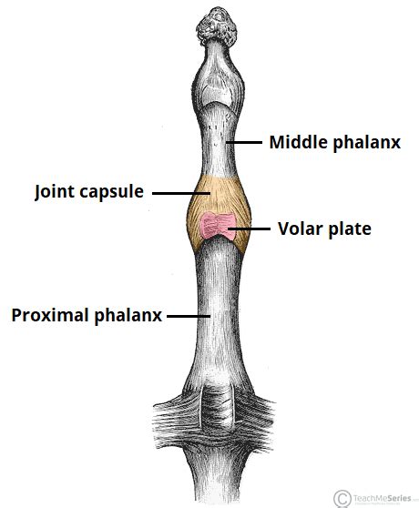 Interphalangeal Joints