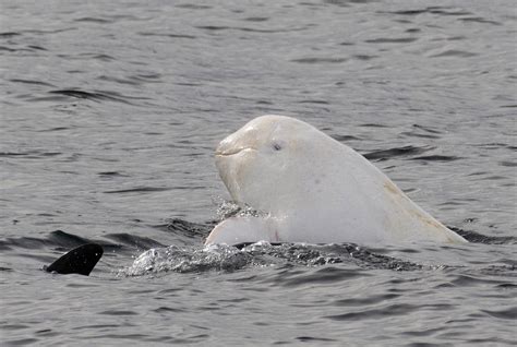 Ultra rare albino dolphin 'Casper' spotted off California coast six ...