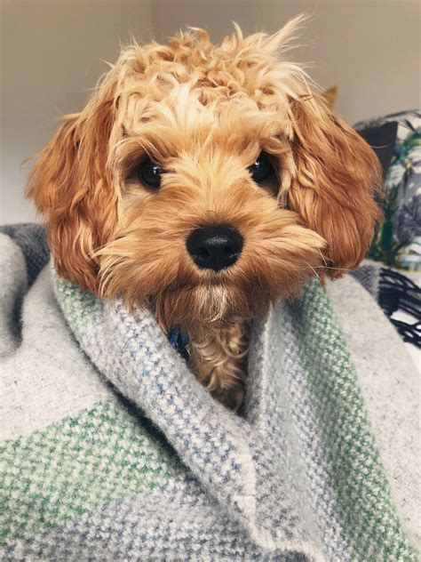 Cavoodle cavapoo teddy bear dog follow on insta @cavoodlemurphy Cavapoo ...