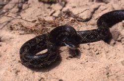 Gray Ratsnake – INHS Herpetology Collection