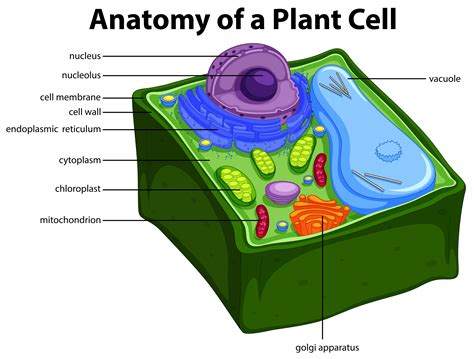 10+ Plant Model Diagram Background | Printable Diagram