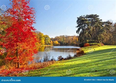 Autum tree stock photo. Image of white, waterfall, tree - 64541106