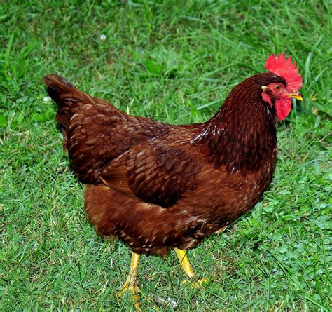 Large Comb and wattles on my RIR hens | BackYard Chickens - Learn How to Raise Chickens