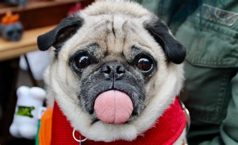 Pug History: Origin of the Pug Breed & Other Pug Facts 2024