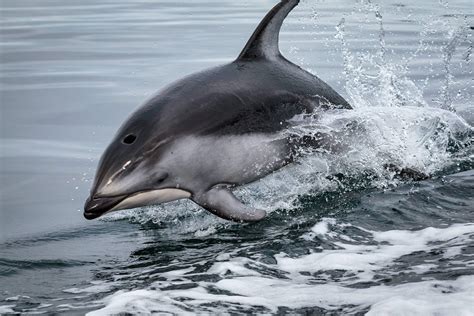 Pacific white-sided dolphin | Animals | Monterey Bay Aquarium