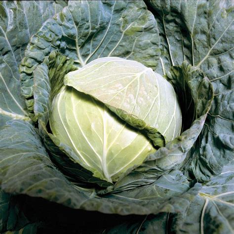 15 Cabbage Varieties You Should Know About | Cabbage varieties, Cabbage ...