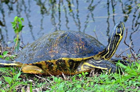 12 Best Hikes in the Everglades - Florida Hiking Trails - BEY OF TRAVEL