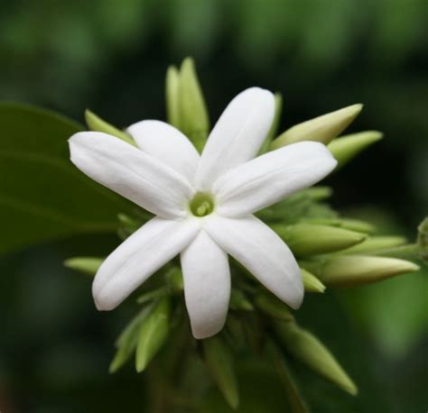 Pakistan National Flower jasmine, Animal Markhor, Bird charkor