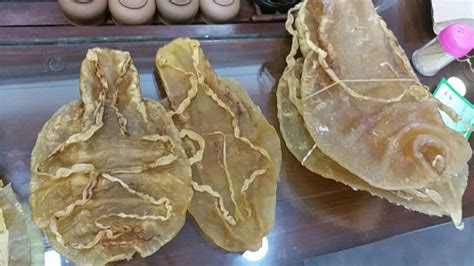 Endangered Totoaba Fish Swim Bladders Worth $2.7 Million Confiscated in ...