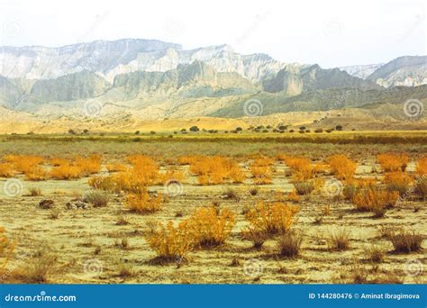 Dry Plants in the Savannah. Sand. the Mountains. Drought. Heat. Travel Stock Photo - Image of ...