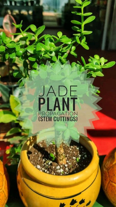 Jade Plant Propagation from Stem Cuttings | Succulent garden diy, Jade plants, Succulent garden ...