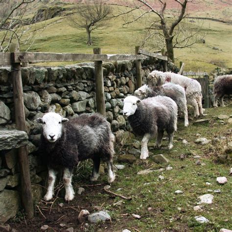 Lambing Time On A Herdwick Farm - The Herdy Company