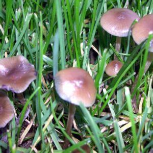 Psilocybe Stuntzii | Blue Ringer Mushrooms | magic mushrooms