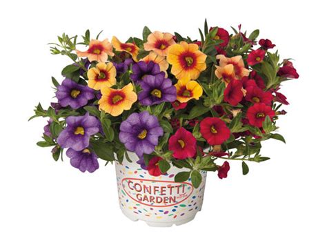 Confetti Garden Plants - Lidl — Great Britain - Specials archive