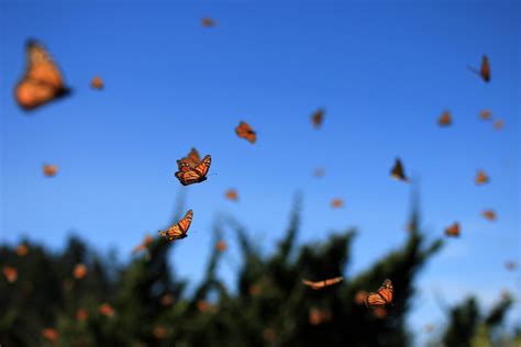 Experience Mexico’s Monarch Butterfly Migration - InMexico