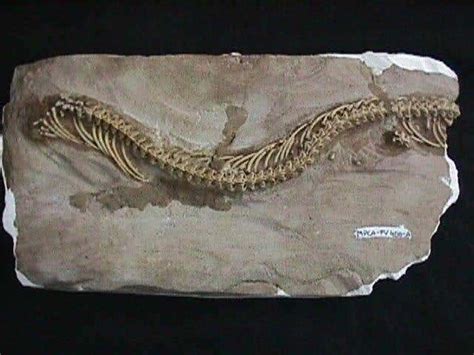 Oldest snake fossil shows a bit of leg | New Scientist