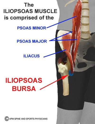 Iliopsoas Muscle