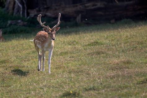 10 Wild Animals in Antigua And Barbuda [Wildlife in Antigua And Barbuda]