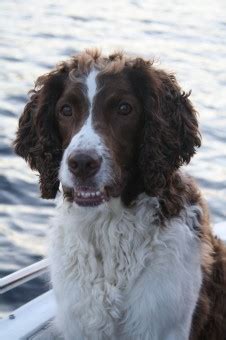 Free Images : water, vertebrate, attention, dog breed, landseer, dog ...