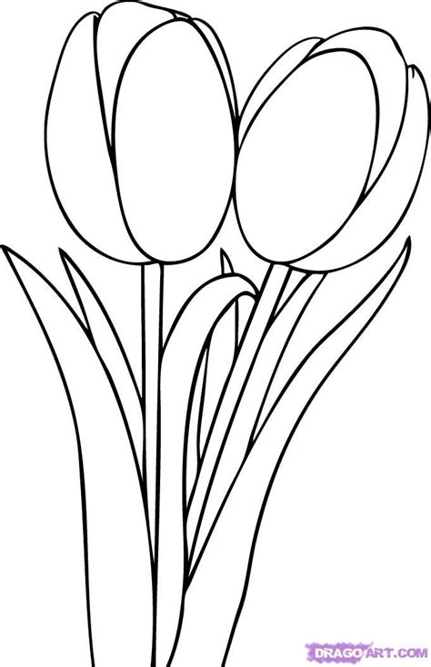 Pin by Kristina Belcher on Drawing | Tulip drawing, Flower drawing, Draw tulips