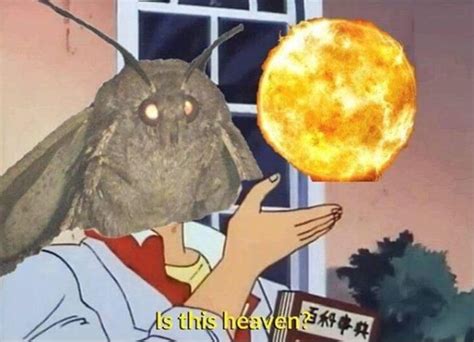 The surreal nihilism of möth memes, öur new favöurite thing | Dazed