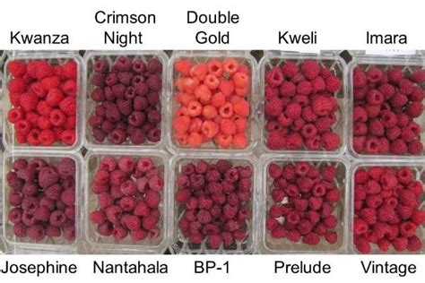 Fall-fruiting raspberry varieties for 2017 - MSU Extension