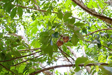 Natural Rubber Fruit with Seed Stock Photo - Image of latex, forest: 253429028