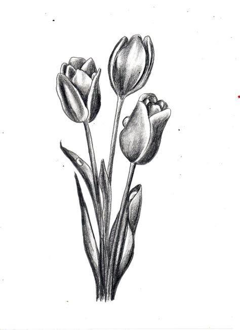 How to draw Tulip flower/flower drawing series#3 | Tulip drawing ...