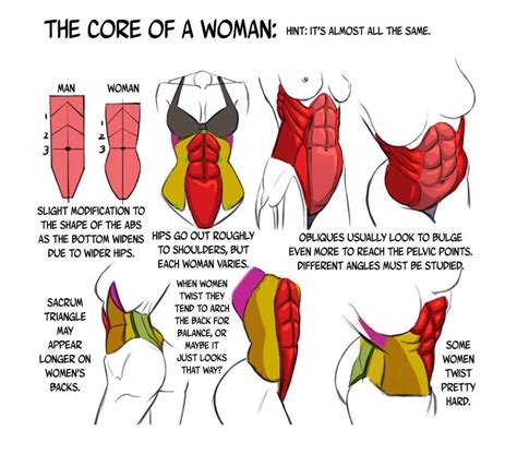 Image result for female abs workout Human Anatomy Drawing, Anatomy Study, Body Anatomy, Body ...