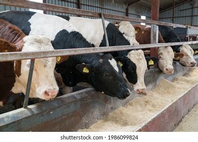 Simental Cattle Images: Browse 103 Stock Photos & Vectors Free Download with Trial | Shutterstock