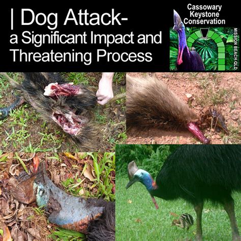 Dog Attack- a Significant Impact and Threatening Process – Kuranda Region