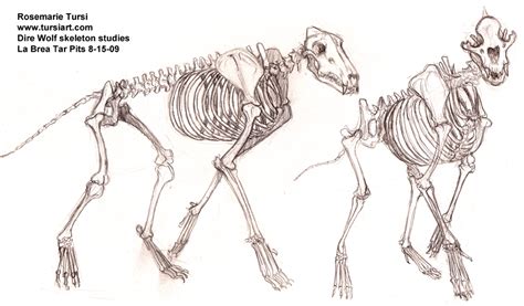 Dire Wolf Skeleton Studies by tursiart on DeviantArt