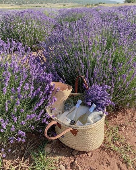 @zoemarcellaa | Lavender fields, Lavender aesthetic, Flower aesthetic