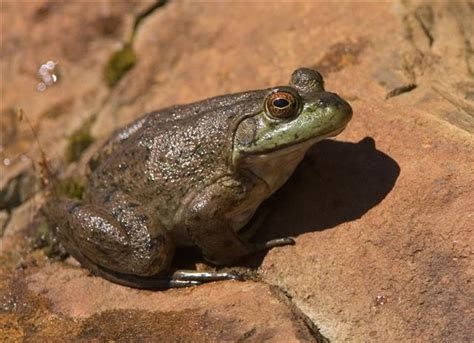 Facts About Sonoran Desert Toads You Never Knew - Animal Sake