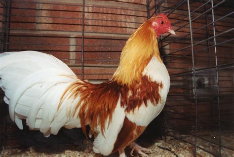 Red Pyle Old English Bantam Chicks | Cackle Hatchery