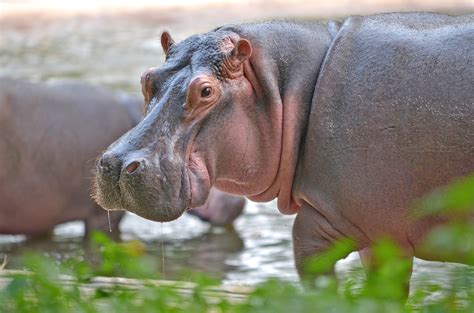 Hippopotamus teeth reveal clues about past environmental changes - Earth.com