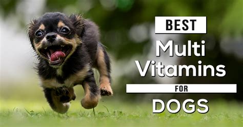 The Best Dog Multivitamin Supplements in 2023 - Pet Dog Pals