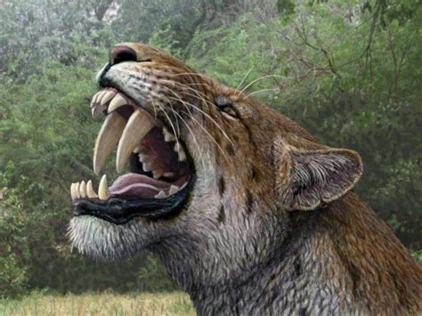 Successful dig reveals a nearly complete saber-toothed cat skull