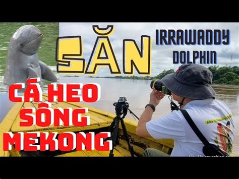 HÀNH TRÌNH QUAY PHIM CÁ HEO SÔNG MEKONG KRATIE CAMBODIA DOLPHIN - YouTube