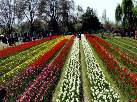 Tulip Festival in Kashmir | NotInTown