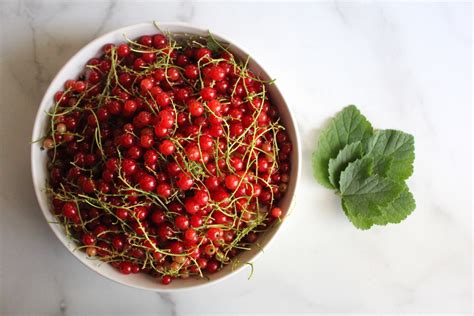 50+ Red Currant Recipes